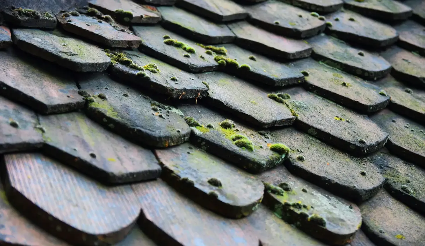 Moss or algae growth